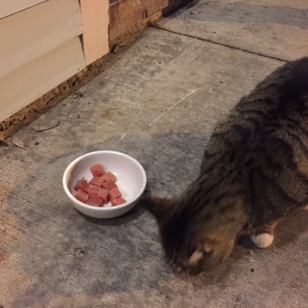 Cafe Marquesa - This cat eats better than I do - New American Near Me - Key West, Florida Cafe Marquesa - This cat eats better than I do - New American Near Me - Key West, Florida