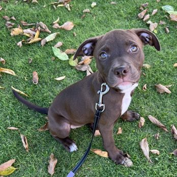Hele Mai K9 - Pet Boarding Near Me Hele Mai K9 - Pet Boarding Near Me
