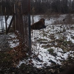 2 buffalos js chilling