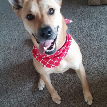 Star Dogs - Happy girl after her bath and nail trim! Penny is always is a good mood after her visits to Star Dogs! - Pet Groomers Near Me - La Mesa, California