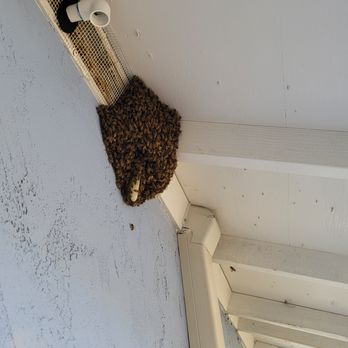 Bee Dash Rescue - Pest Control Near Me Bee Dash Rescue - Pest Control Near Me