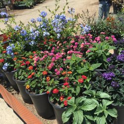 Abe Nursery