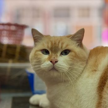 S&M Ginseng - cha siu, male, looks like tomcat/ LOOK AT DEM CHEEKS! will enjoy pets but a tad skittish (09/2025) - Health Markets Near Me - San Francisco, California S&M Ginseng - cha siu, male, looks like tomcat/ LOOK AT DEM CHEEKS! will enjoy pets but a tad skittish (09/2025) - Health Markets Near Me - San Francisco, California