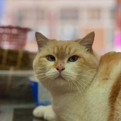 S&M Ginseng - Cha siu, male, looks like tomcat/ LOOK AT DEM CHEEKS! will enjoy pets but a tad skittish (09/2025)