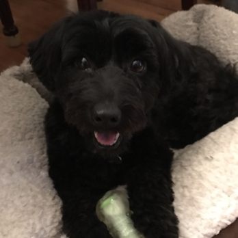 NY Puppy Club - About a week after grooming appointment. - Pet Groomers Near Me - Flushing, New York