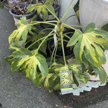 Sloat Garden Center - Nurseries & Gardening Near Me - Pleasant Hill, California Sloat Garden Center - Nurseries & Gardening Near Me - Pleasant Hill, California