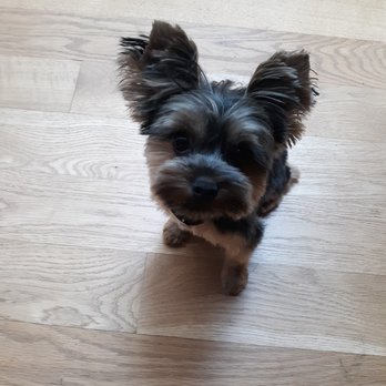 The Lions Den - Pet Sitting Near Me - Vancouver, Washington The Lions Den - Pet Sitting Near Me - Vancouver, Washington