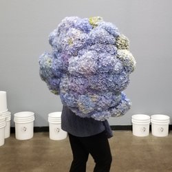 Local Hydrangea