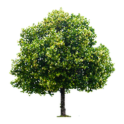 Life Tree Chiropractic