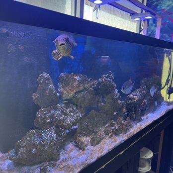 Crabbi Patti's - Aquariums Near Me - Clermont, Florida