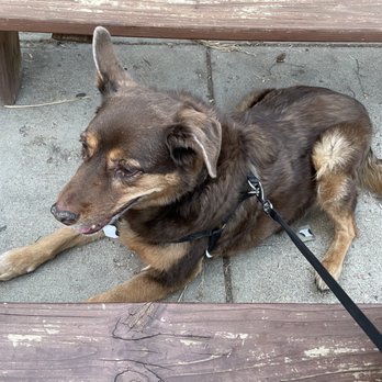 Rocky Top Tavern - Dog friendly - Sports Bars Near Me - Denver, Colorado Rocky Top Tavern - Dog friendly - Sports Bars Near Me - Denver, Colorado