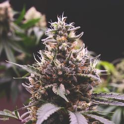 PONO LIFE MAUI - Hawaiian Dutch. We are proud of our premium flower. Learn More: https://www.ponolifemaui.com/our-quality