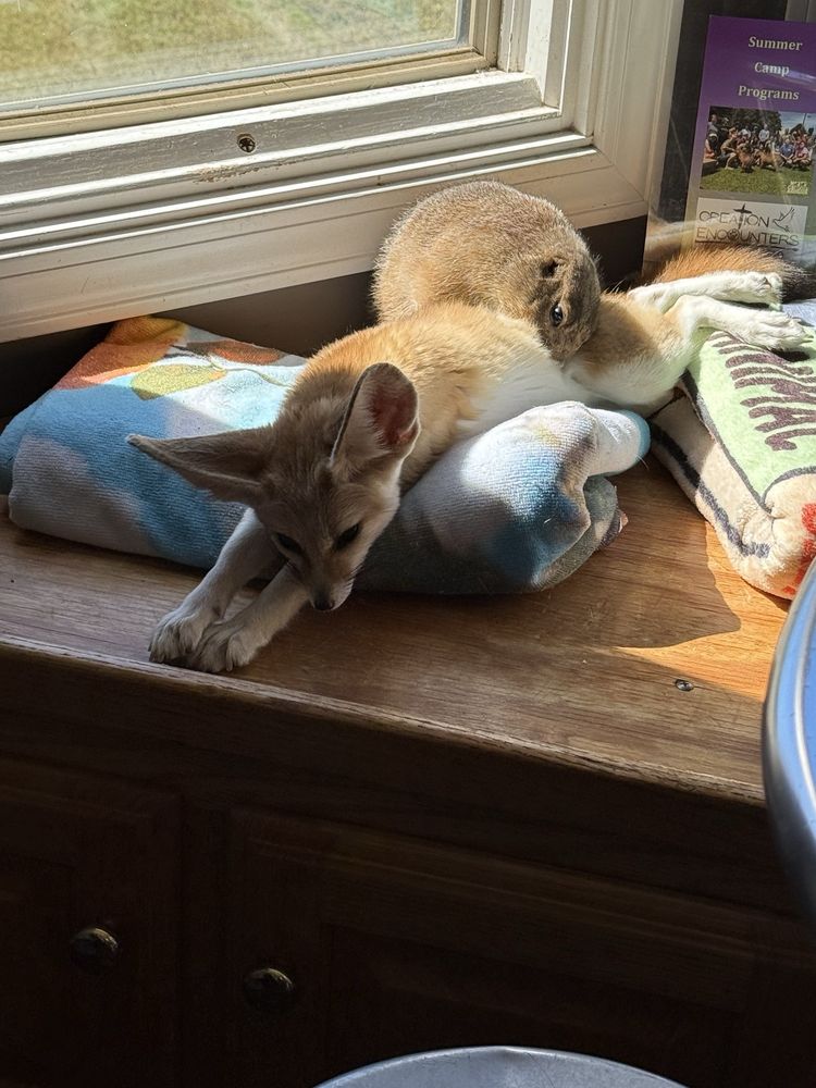 Capyfriends Cafe Logo