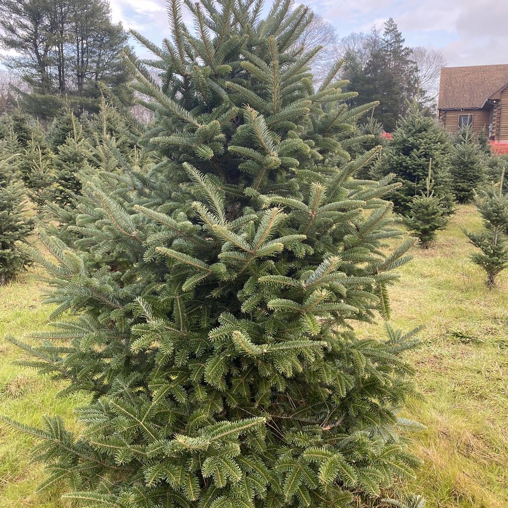 Schrempp's Christmas Tree Farm - Christmas Trees Near Me - Clinton, Connecticut Schrempp's Christmas Tree Farm - Christmas Trees Near Me - Clinton, Connecticut