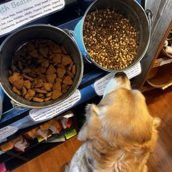 Pet Elements - My dog eyeing the bulk treats!