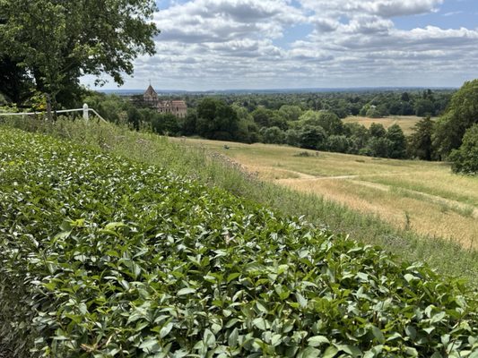 Richmond Park by null