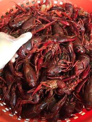 Quality Fresh Seafood by null