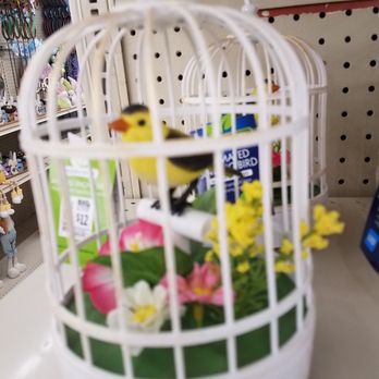 Big Lots - creepy little bird - Discount Store Near Me - Torrington, Connecticut