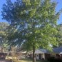 Photo of Trees By Wade