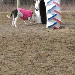 Brimfield Memorial Dog Park - There are tires, tunnels, toys & ramps for your dog(s) to play with.