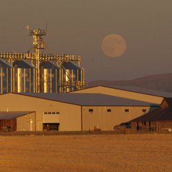 Mecca Grade Estate Malt - Mecca Grade Estate malthouse at moonrise with hawk in foreground