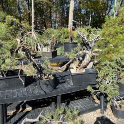 Nature's Way Nursery