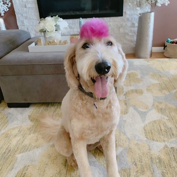 Pampered Paws - Birthday cut! Thanks Tracey...you rock!! - Pet Groomers Near Me - La Habra, California Pampered Paws - Birthday cut! Thanks Tracey...you rock!! - Pet Groomers Near Me - La Habra, California