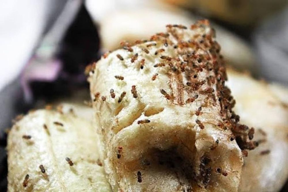 CATO’S EXTERMINATING with 53 real customer photos Updated August 2024