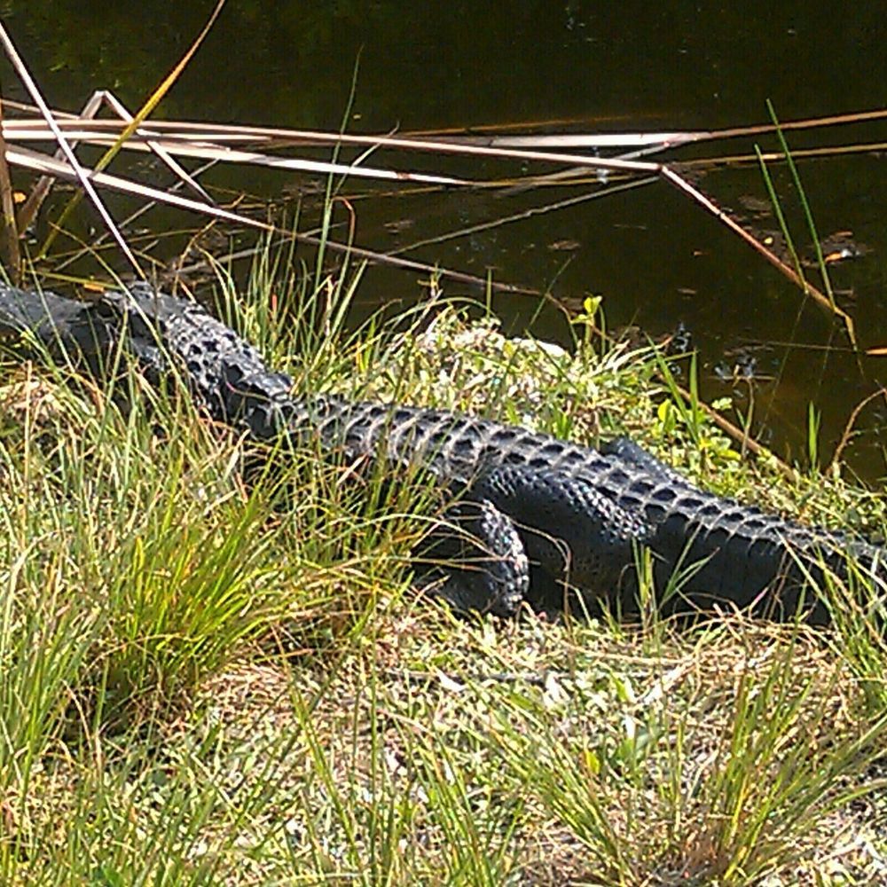 Loop Road - Active Life Near Me - Naples, Florida