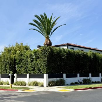 Affordable Tree Care - After ficus privacy hedges were trimmed - Tree Services Near Me
