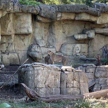 Dallas Zoo - Zoos Near Me - Dallas, Texas