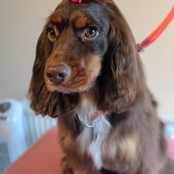 Tamed Tails - Tamed Tails - Pet Groomers Near Me - Manchester, XGM