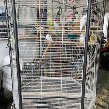Pro State Auto Repair - Beautiful birds to look at during the quick wait - Auto Repair Near Me - Houston, Texas Pro State Auto Repair - Beautiful birds to look at during the quick wait - Auto Repair Near Me - Houston, Texas