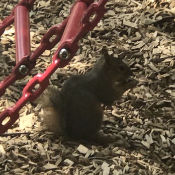 John Kemp Park - This squirrel wasn't shy at all, just enjoying an acorn! - Parks Near Me - Folsom, California John Kemp Park - This squirrel wasn't shy at all, just enjoying an acorn! - Parks Near Me - Folsom, California