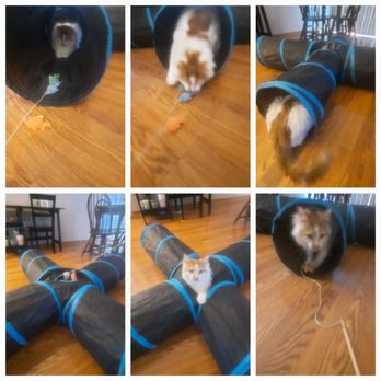 Struts with Mutts - Kitty care and lots of playtime! and the best time had with this handsome MeowMeow! - Dog Walkers Near Me Struts with Mutts - Kitty care and lots of playtime! and the best time had with this handsome MeowMeow! - Dog Walkers Near Me