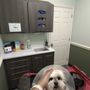 Academy Pet Hospital