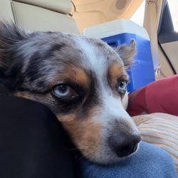 Skyway Endodontics - Our sweet Smokey, a 3-year old mini Aussie.  He was pretty sad here, waiting for Papa to come back to the car to go home.