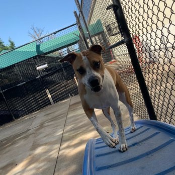 Olde Towne Pet Resort - Pet Groomers Near Me - Springfield, Virginia