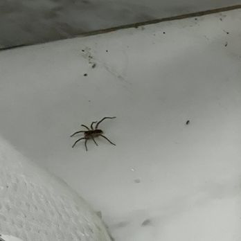 BelleVue Oasis - Spider below headboard - Hotels Near Me - Palm Springs, California