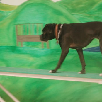 Hairy Paws Day Center - Having fun at doggie daycare - Pet Training Near Me - Saginaw, Michigan Hairy Paws Day Center - Having fun at doggie daycare - Pet Training Near Me - Saginaw, Michigan