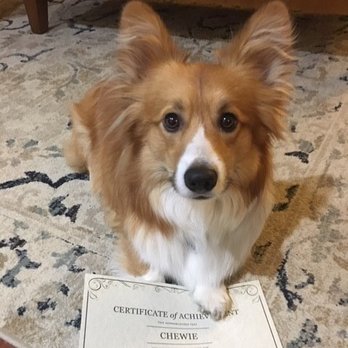 Smart Dog Pet Training - Chewie - Pet Training Near Me Smart Dog Pet Training - Chewie - Pet Training Near Me