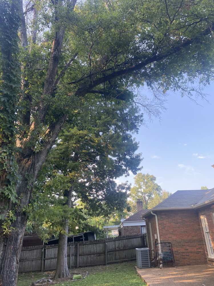 Gonzalez Landscaping and Tree Services - tree service in Memphis, TN