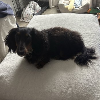 Diva Dog Grooming - Before his haircut - Pet Groomers Near Me - Duluth, Minnesota
