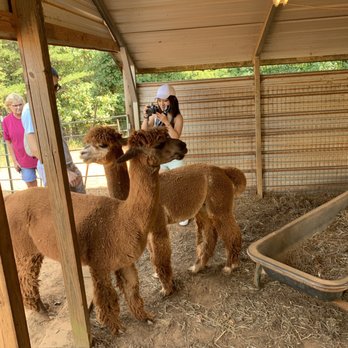 Jerae's Unity Alpacas - What a great experience. Owners are amazing very friendly Alpacas. - Attraction Farms Near Me - Blairsville, Georgia Jerae's Unity Alpacas - What a great experience. Owners are amazing very friendly Alpacas. - Attraction Farms Near Me - Blairsville, Georgia