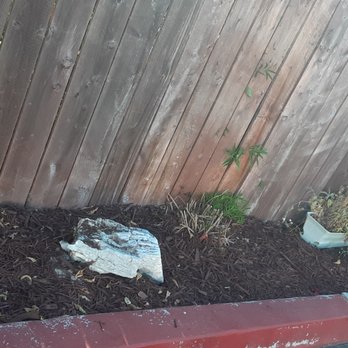 Jts - After - Tree Services Near Me - Nipomo, California Jts - After - Tree Services Near Me - Nipomo, California