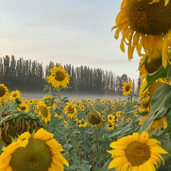 JB Pumpkin Patch - Pumpkin Patches Near Me - Redmond, Washington JB Pumpkin Patch - Pumpkin Patches Near Me - Redmond, Washington