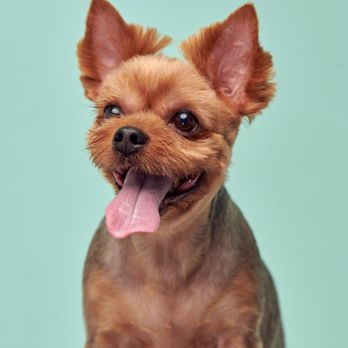Best Friend Studios - Pet Photography Near Me - Los Angeles, California Best Friend Studios - Pet Photography Near Me - Los Angeles, California