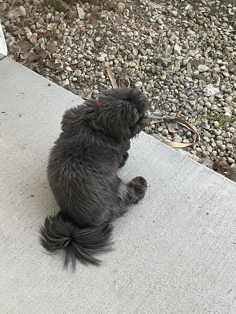 Shih Tzu and Furbaby Rescue Image