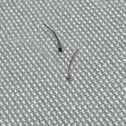 Hairfree - Hairs