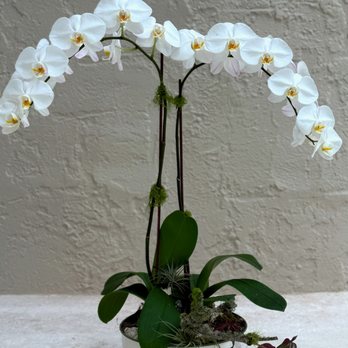 Chateau Bloom - Florists Near Me - Coral Gables, Florida